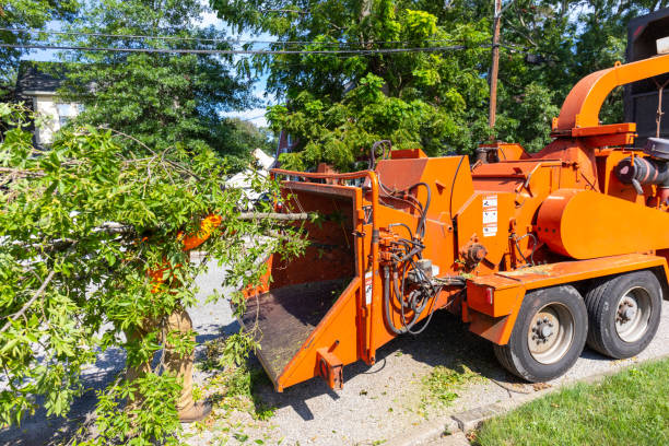 Tree Health Inspection in St John, MO